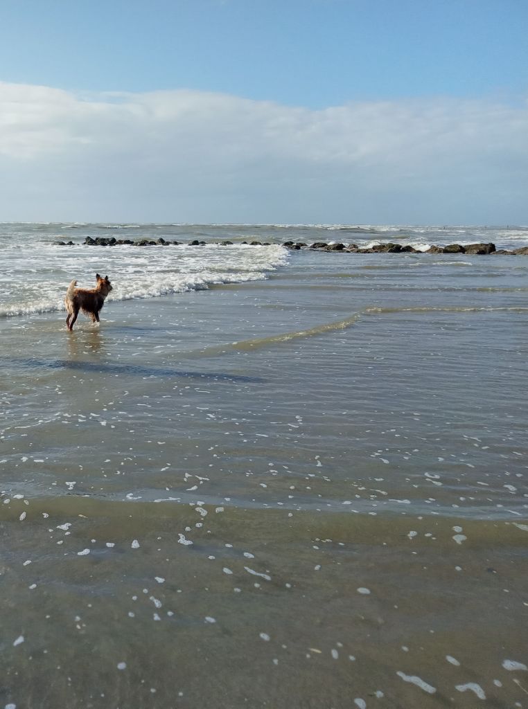 De La Riviere Authie - BALADE À LA PLAGE 