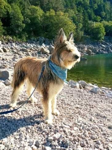 Stanley De La Riviere Authie