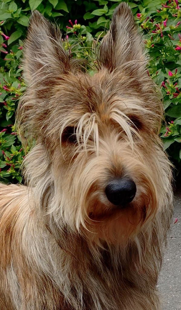 Vipere De La Riviere Authie