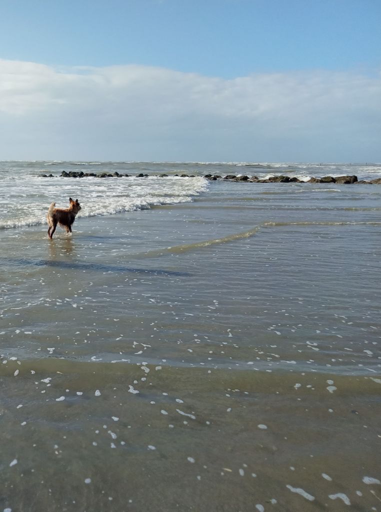 De La Riviere Authie - BALADE À LA PLAGE