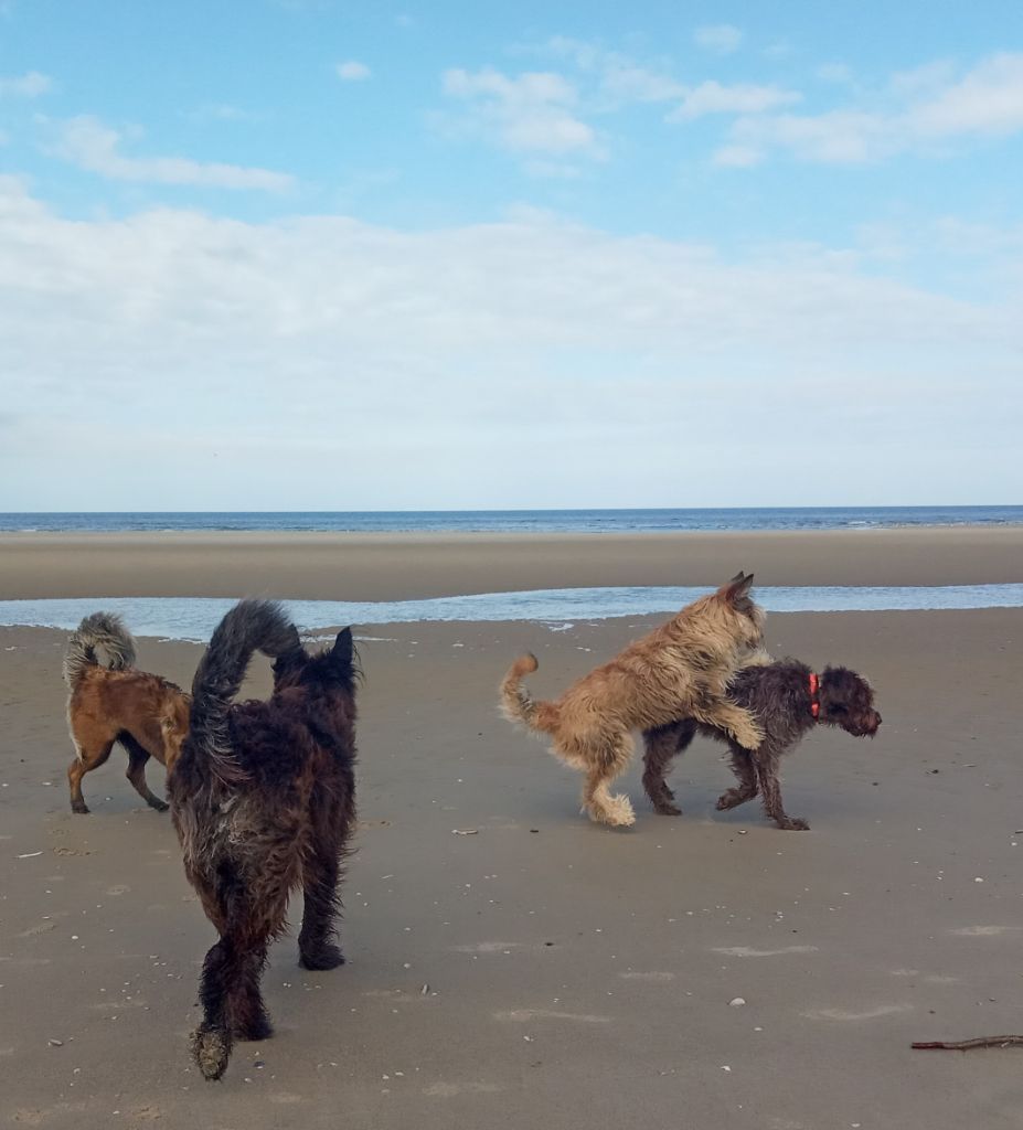 De La Riviere Authie - Matinée plage pour Prométhée