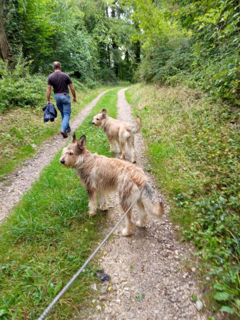 De La Riviere Authie - BALADE EN FORÊT