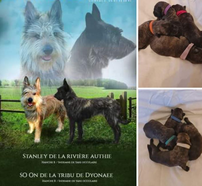 De La Riviere Authie - Fière de STANLEY