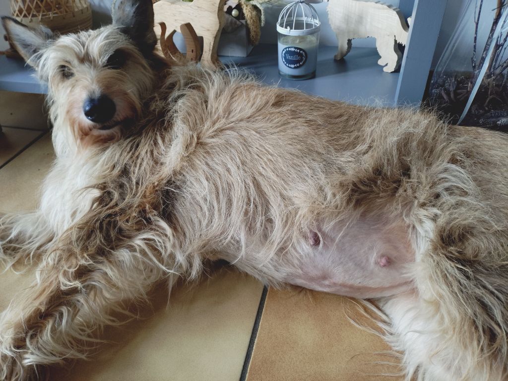 Chiots d'ORPHÉE 2025