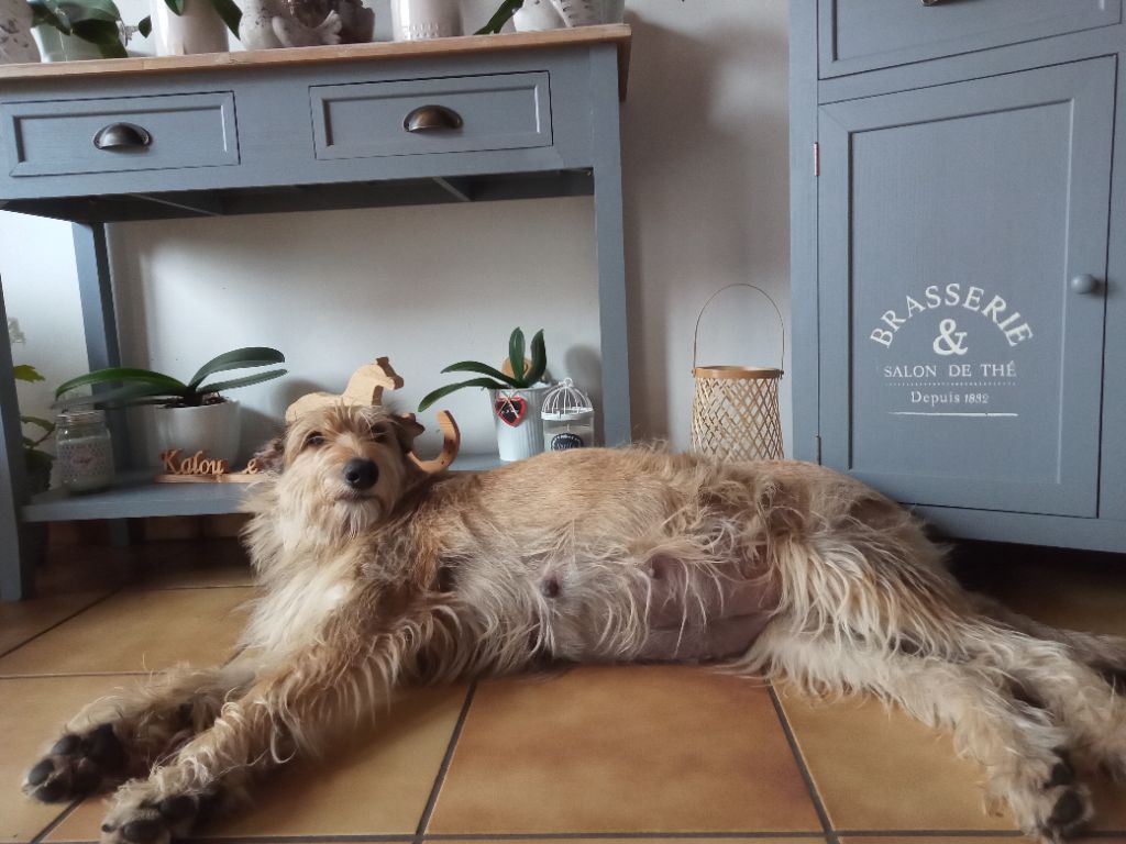 Chiots d'ORPHÉE 2021
