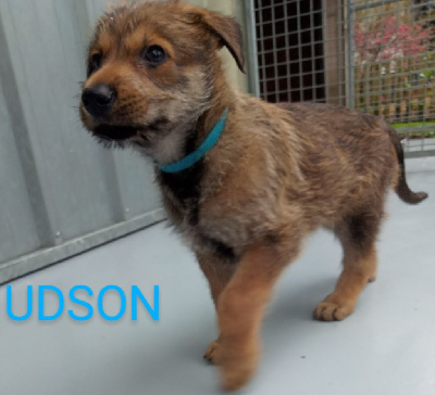 UDSON 